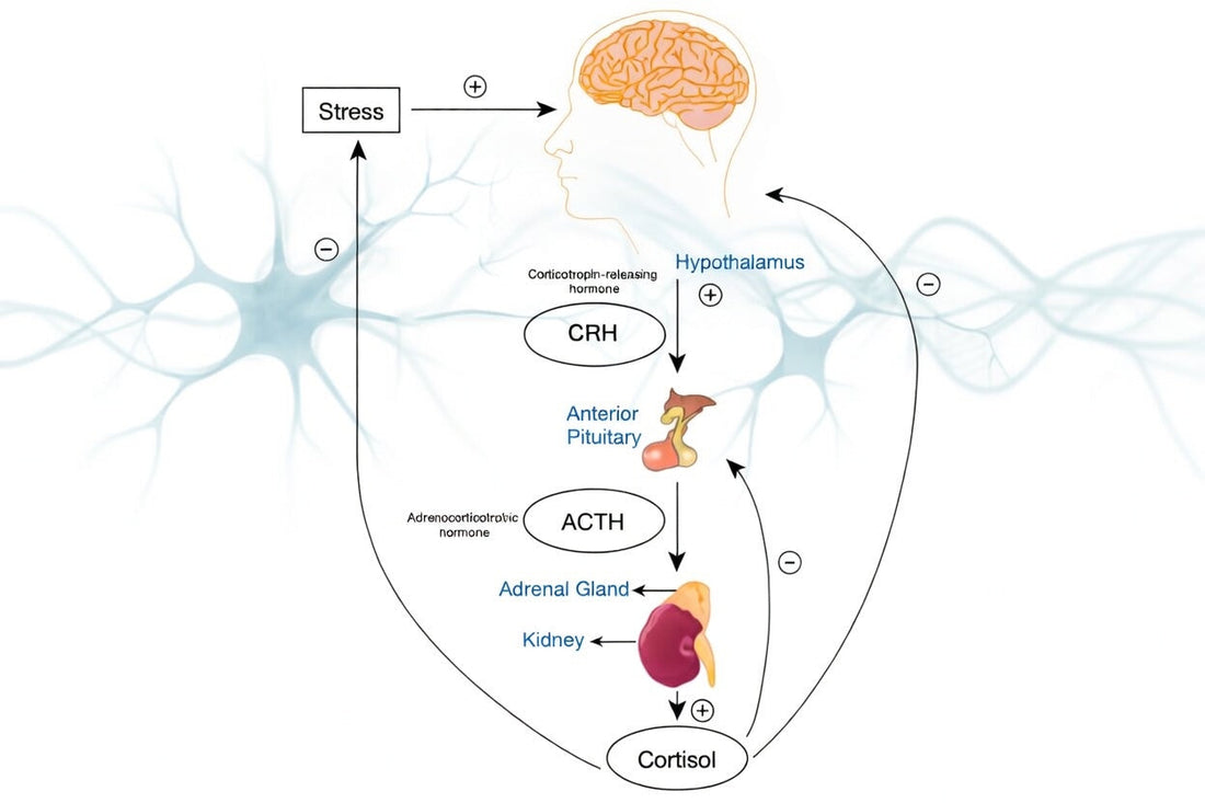 The Neurobiology of Stress
