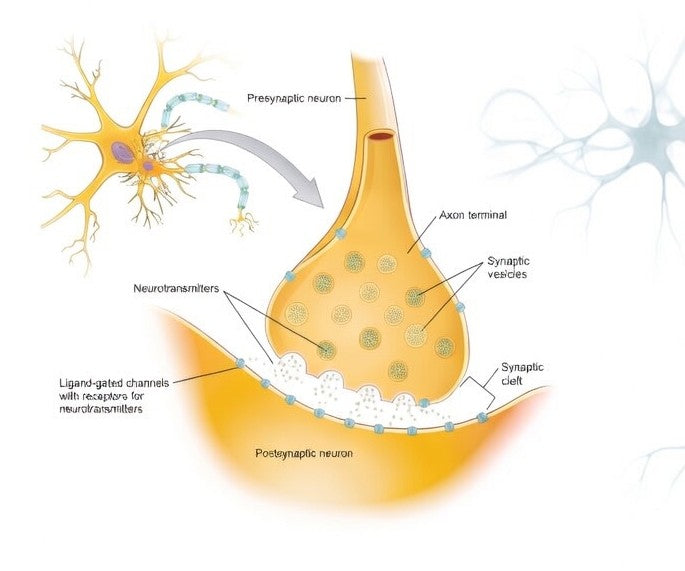 The Essential Role of Amino Acids in Supporting Brain Function: Focus on 5-HTP,  L-Theanine, and GABA